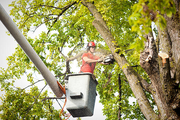 Best Tree Fertilization  in Elsmere, KY