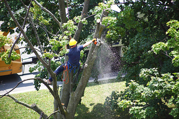 Best Emergency Tree Removal  in Elsmere, KY