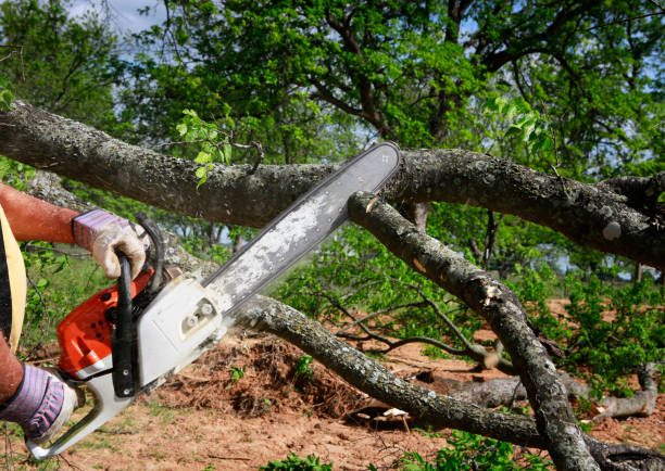 Best Seasonal Cleanup (Spring/Fall)  in Elsmere, KY